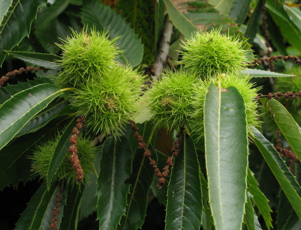 Sweet Chestnut leaves and fruit