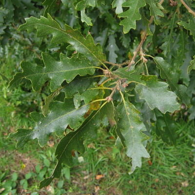 Turkey Oak leaves