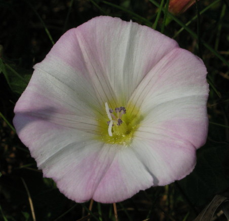 Field Bindweed flower