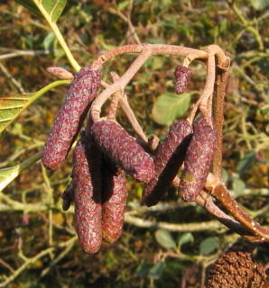 Early catkins
