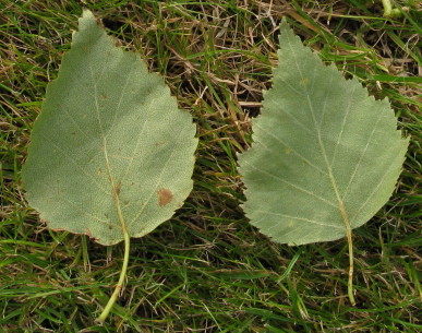 Birch leaf comparison