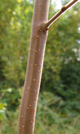 Downy Birch bark