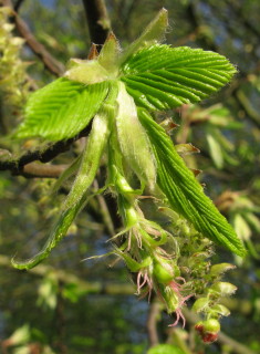 Hornbeam female flowers