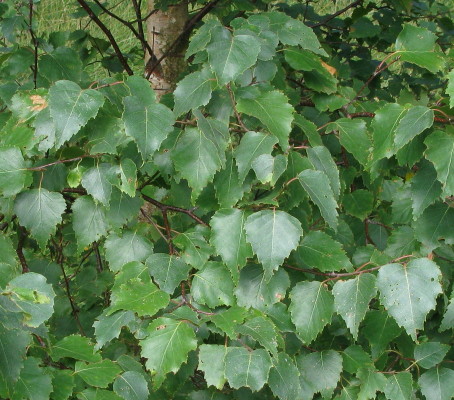 Silver Birch leaves