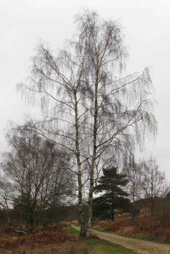 Silver Birch trees in winter