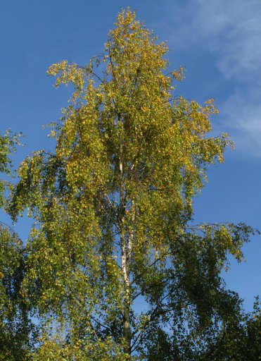 Silver Birch tree with leaves