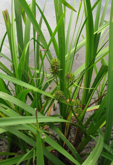Branched Bur-reed plants