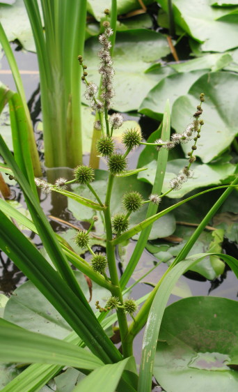 Branched Bur-reed flowers