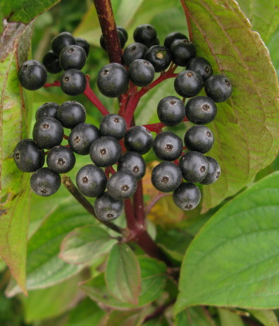 Dogwood berries
