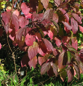 Dogwood leaves