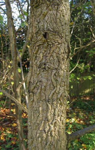 English Elm bark