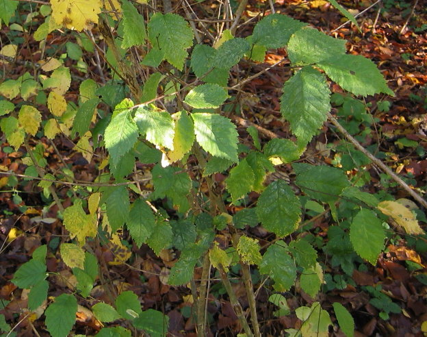 English Elm leaves