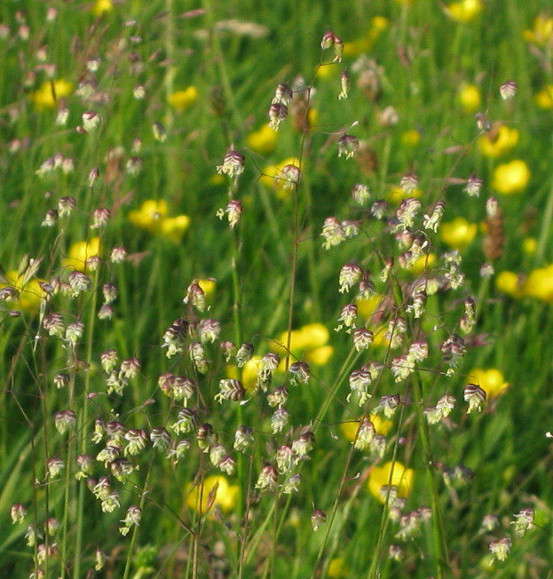 Quaking Grass flowers