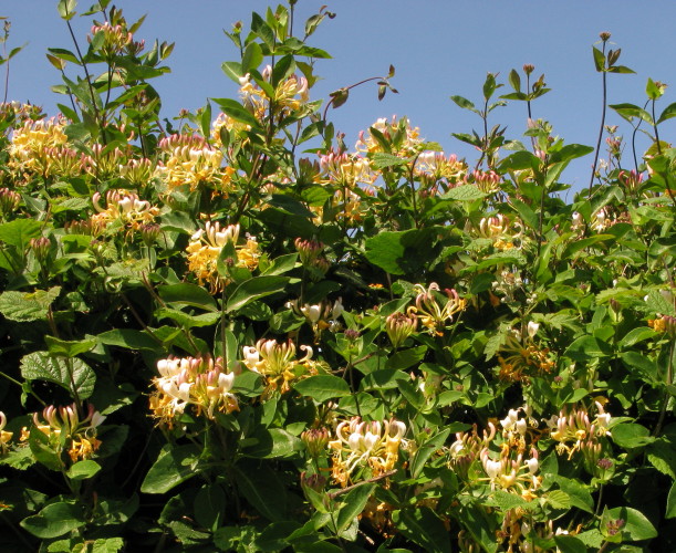 Honeysuckle flowers in hedge