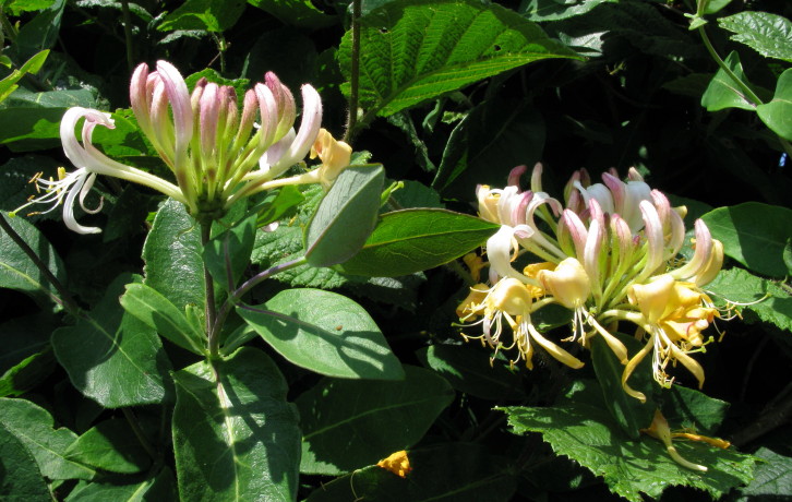 Honeysuckle flower