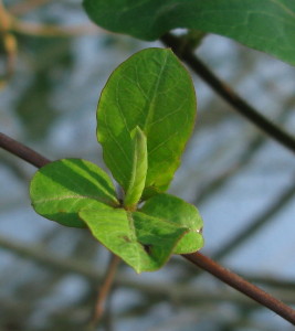 Honeysuckle winter leaves