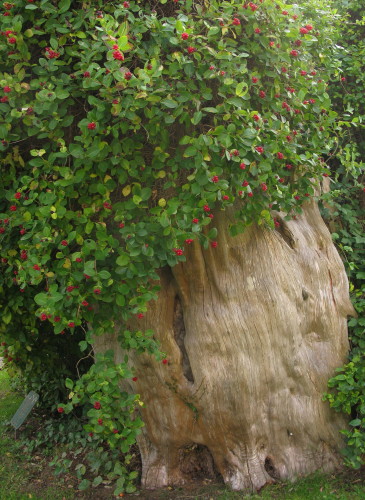 Honeysuckle berries on old yew tree