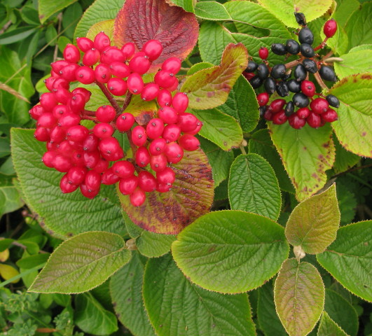 Wayfaring tree berries