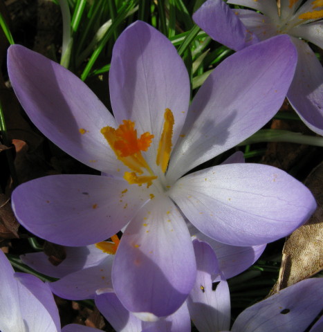 Spring Crocus flower