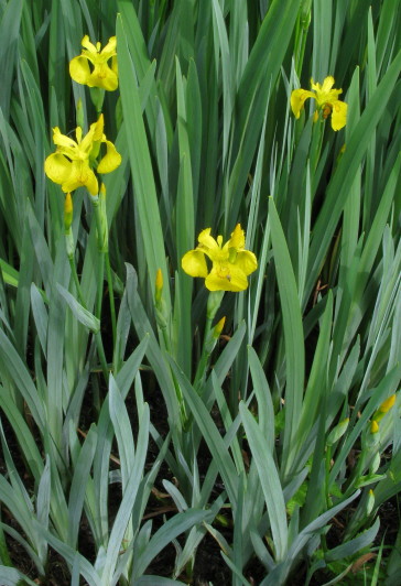 Yellow Flag plants