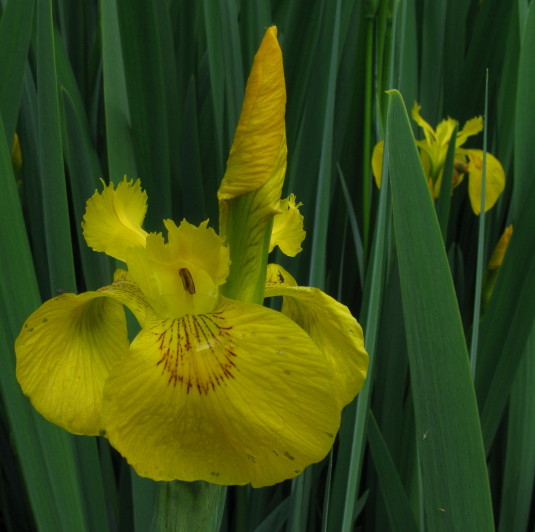 Yellow Flag flower