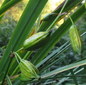 Yellow Flag seed pods