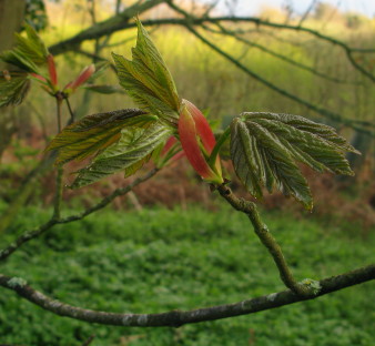 Early leaves and bud scales