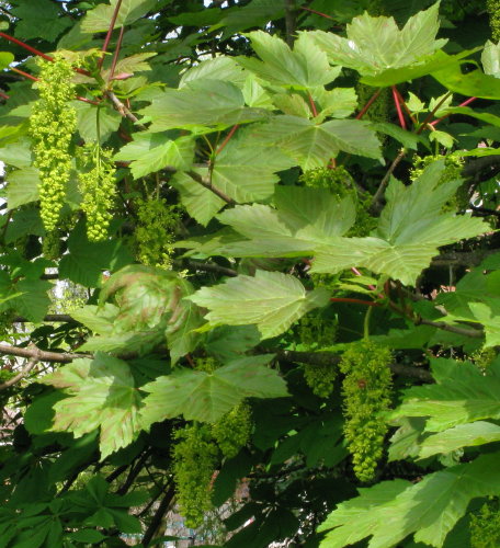Sycamore flowers