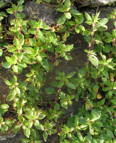 Pellitory-of-the-wall plants