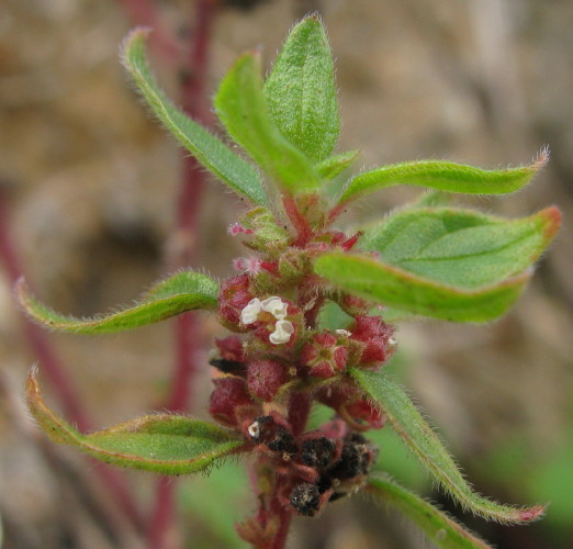 Pellitory-of-the-wall flowers