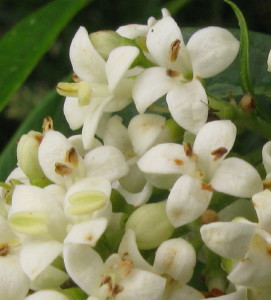 Privet flowers close-up