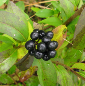 Privet berries