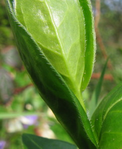 Leaf edges