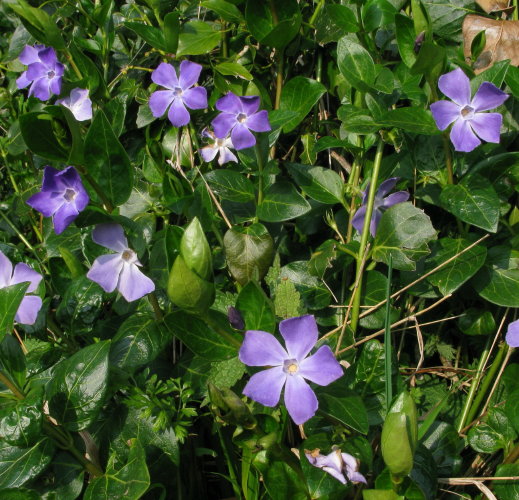 Greater Periwinkle plants