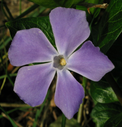 Greater Periwinkle flowers