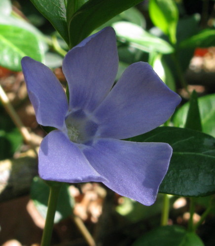 Lesser Periwinkle flower