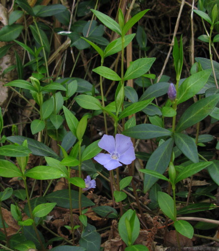 Lesser Periwinkle plants
