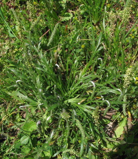 Buck's-horn Plantain inland form