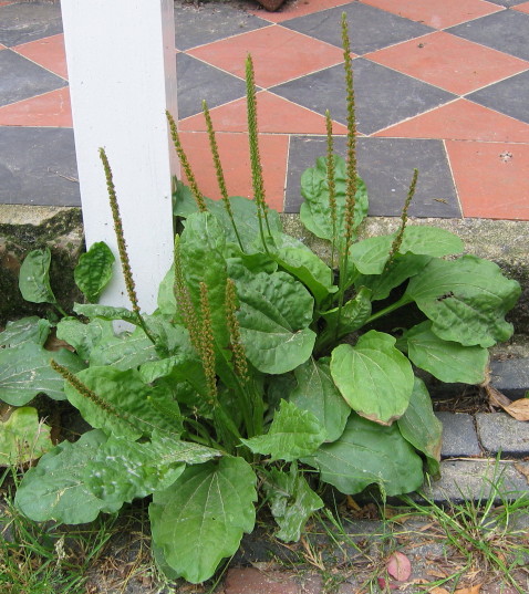 Greater Plantain plant