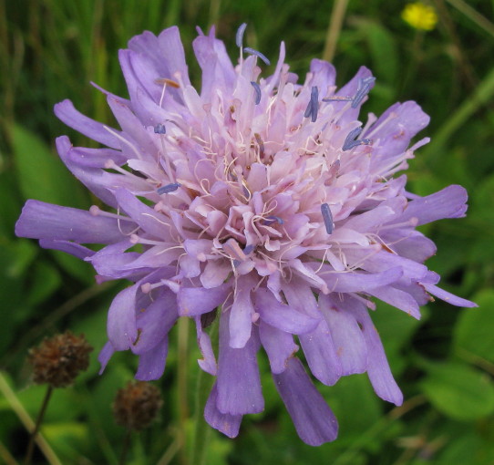 Field Scabious flower