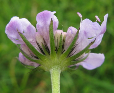 Flower undersides