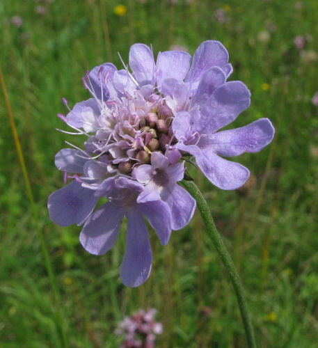 Small Scabious flowers