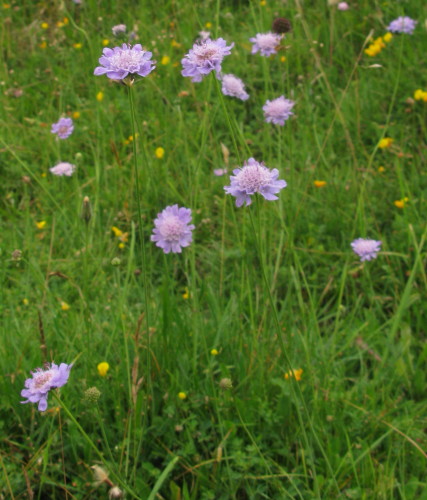 Small Scabious plants