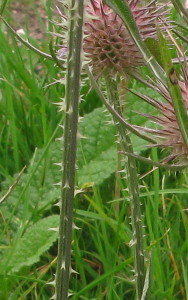 Prickly stem