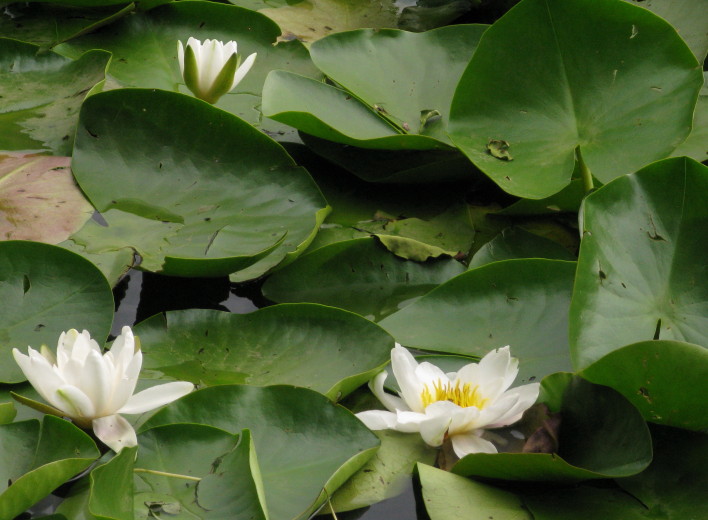 White Water-lily plant