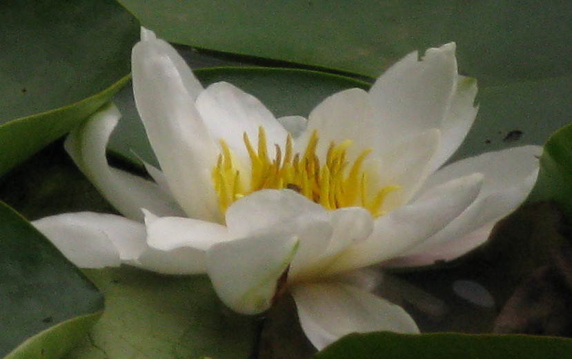 White Water-lily flower