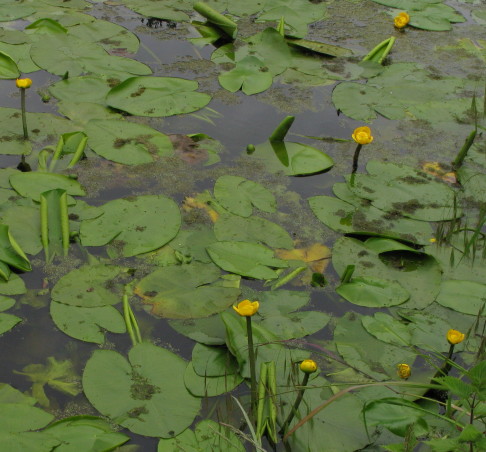 Yellow Water-lily plant