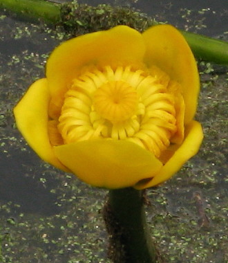 Yellow Water-lily flower