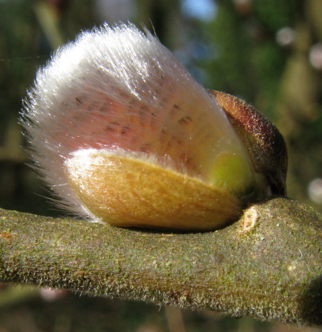 Pussy Willow (early catkins)