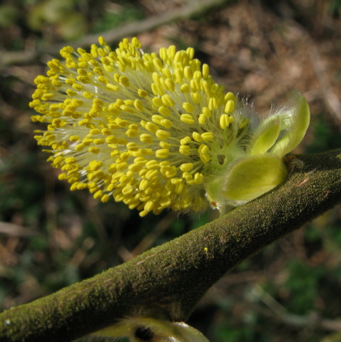Goat Willow male catkins